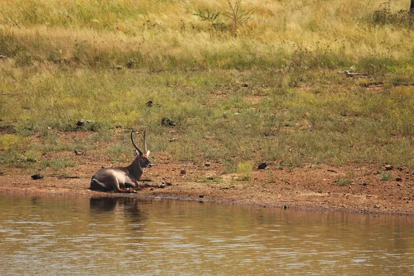 Mâle Bouc Eau Kobus Ellipsiprymnus Couché Dans Buisson Près Rivière — Photo