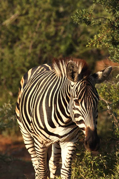Una Cebra Montaña Equus Zebra Pastizales Con Hierba Seca Fondo —  Fotos de Stock