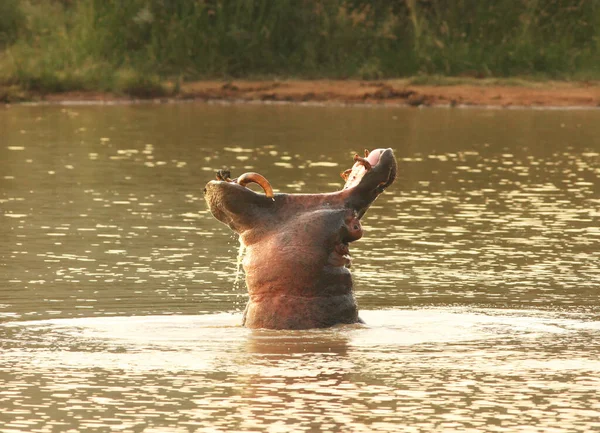 Ιπποπόταμος Hippopotamus Amphibius Ξαπλωμένος Στο Νερό Ιπποπόταμος Ανοιχτό Στόμα Μόνο — Φωτογραφία Αρχείου