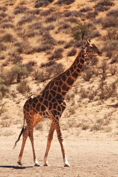 カラハリ砂漠の乾燥した砂の上で目覚めるアフリカキリン Giraffa Camelopardalis Giraffa キリンが近づいてきました 背景の乾燥した砂と乾燥した草 — ストック写真
