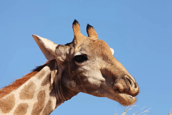 Egy Afrikai Zsiráf Giraffa Camelopardalis Giraffa Portré Zsiráf Közeledik Részlet — Stock Fotó