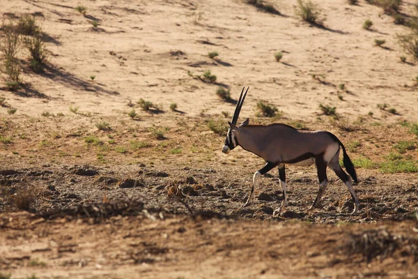 Oryx Gazella 站在红沙沙丘上 周围长满了红沙 干草和绿树 背景中的干旱沙漠 — 图库照片
