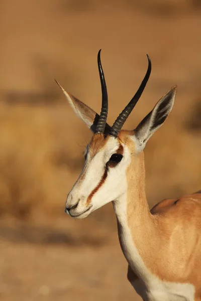 Genç Impala Aepyceros Melampus Erkek Güney Afrika Safarisinin Gölgesindeki Yeşil — Stok fotoğraf