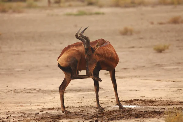 カラハリ砂漠の乾燥した砂の上に滞在している赤いハーテベスト Alcelaphus Buselaphus CaamaまたはAlcelaphus Caama 夕方の太陽 草を乾かして — ストック写真