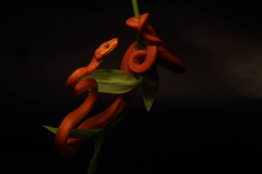 Ağaç boa (Corallus horulanus), koyu siyah arkaplan ile küçük yeşil dalda kırmızı morph. Portre. Küçük kırmızı yılan, özellikle saldırgan türler, kapanmak üzere. Yılan - kuş avcısı.