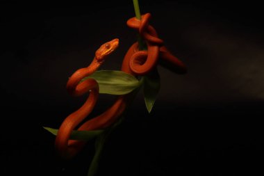 Ağaç boa (Corallus horulanus), koyu siyah arkaplan ile küçük yeşil dalda kırmızı morph. Portre. Küçük kırmızı yılan, özellikle saldırgan türler, kapanmak üzere. Yılan - kuş avcısı.