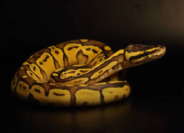 Βασιλιάς Πύθωνας Python Regius Μορφασμός Enchi Bongo Pastel Βασιλιάς Πάιθον — Φωτογραφία Αρχείου