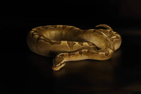 King Python Python Regius Morph Aquilla Bamboo Enchi Rey Python — Foto de Stock
