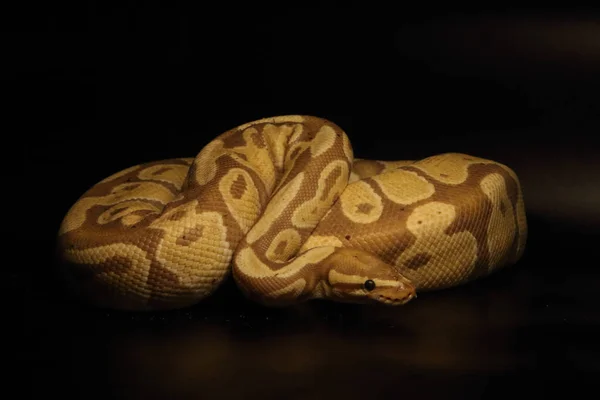 Python Regius Morph Banana Het Clown 조용하고 뱀입니다 그늘에 사냥에 — 스톡 사진