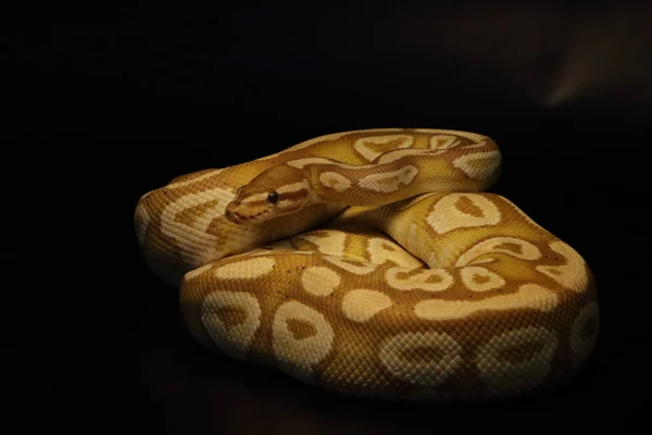 Python Regius 바나나 수컷을 만드는 사람이다 조용하고 뱀입니다 그늘에 사냥에 — 스톡 사진