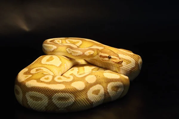 Roi Python Python Regius Morph Banana Mojave Fabricant Masculin Roi — Photo