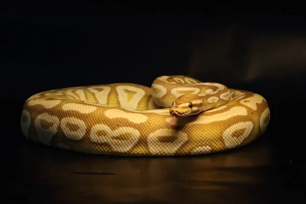 Roi Python Python Regius Morph Banana Mojave Fabricant Masculin Roi — Photo
