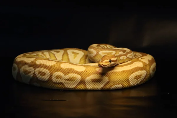 大蟒蛇王 King Python Python Regius 又名大蟒蛇王 King Python Python Regius — 图库照片