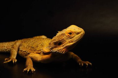 Merkezi Sakallı Ejder (Pogona vittisepsi) genellikle insan bakımında sakin bir kertenkeledir. Bir insanla birlikte olmak istiyor. Siyah arka plan. Ayrıntı.
