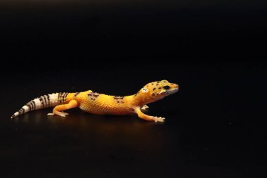 Leopar kertenkelesi (Eublepharis macularius) küçük ve sakin bir kertenkeledir. Bu kertenkele genellikle siyah ve beyaz benekli altın renginde. Siyah arkaplan, Portre.