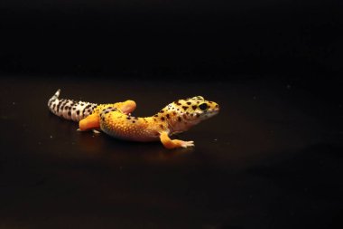 Leopar kertenkelesi (Eublepharis macularius) küçük ve sakin bir kertenkeledir. Bu kertenkele genellikle siyah ve beyaz benekli altın renginde. Siyah arkaplan, Portre.