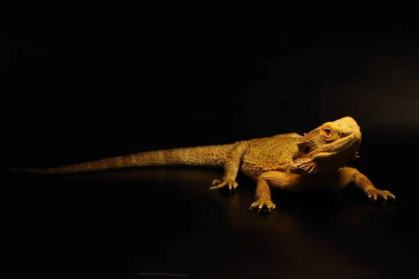 The Central Bearded Dragon (Pogona vitticeps) is calm lizzard often in human care. She wants be with a human. Black background. Detail.