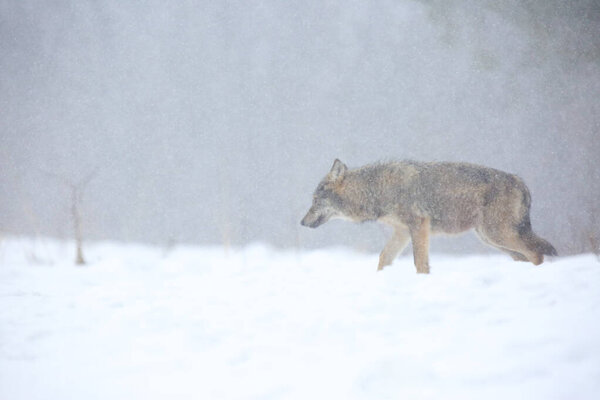 The wild european wolf (Canis lupus lupus) in the snow blizzard. The european wild wolf looking for the food in the snow. Snow around.