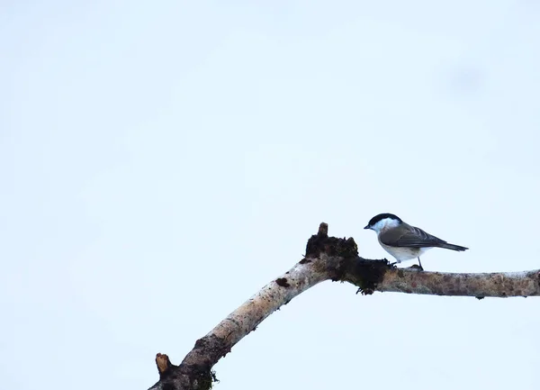 Marsh Tit Poecile Palustris Sitting Old Branch Very Small European — Fotografia de Stock