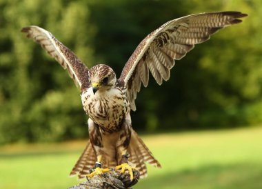 Kapanış için saker şahini (Falco cherrug). Saker Şahin portresi.
