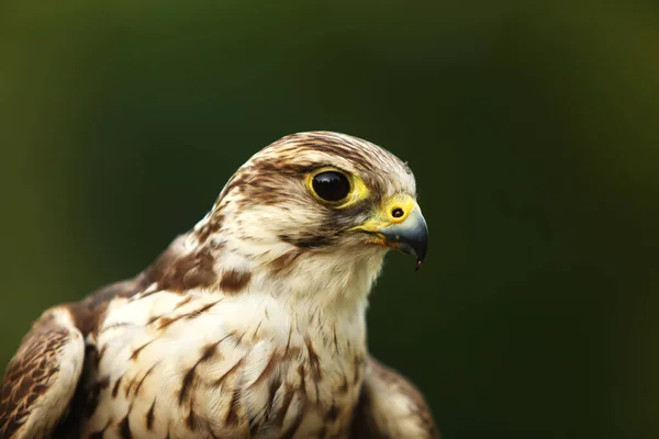 Der Saker Falke Falco Cherrug Zum Anfassen Das Porträt Eines — Stockfoto
