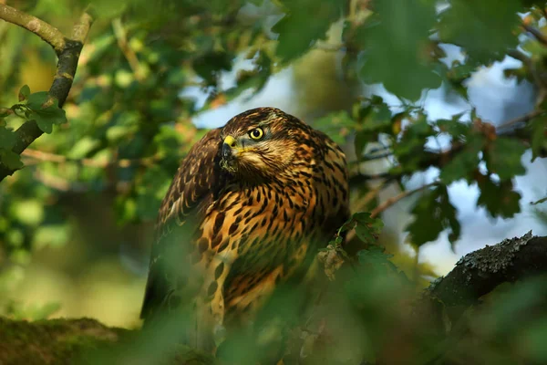 Noordelijke Havik Accipiter Gentilis Zit Boom Groene Boom Rond — Stockfoto