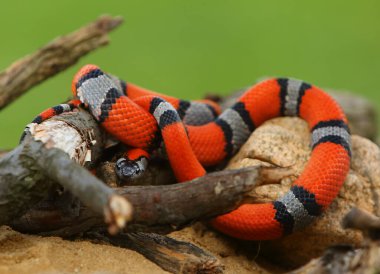 Greer 'in Kral Yılanı (Lampropeltis mexicana greeri) kumun üzerinde taşlarla ve fare avlayan eski bir dalla. Korkunç fare, avcı yılanın yakınına atlıyor..
