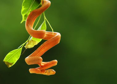 Yeşil dala asılı Amazon ağacı boa (Corallus horulanus). Yeşil arka planda altın yılan.