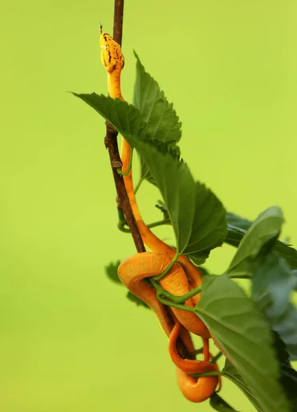 Amazon Tree Boa Corallus Hortulanus Hanging Green Branch Golden Snake — Stockfoto