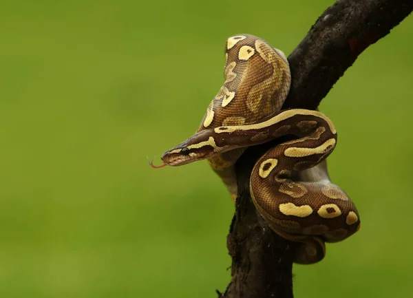 Pitone Palla Python Regius Chiamato Anche Pitone Reale Sul Vecchio — Foto Stock