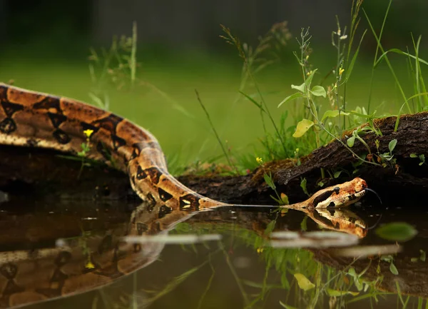 스트릭 Boa Constrictor 꼬리보아 보아라고 도불리며 위에서 사냥하고 — 스톡 사진