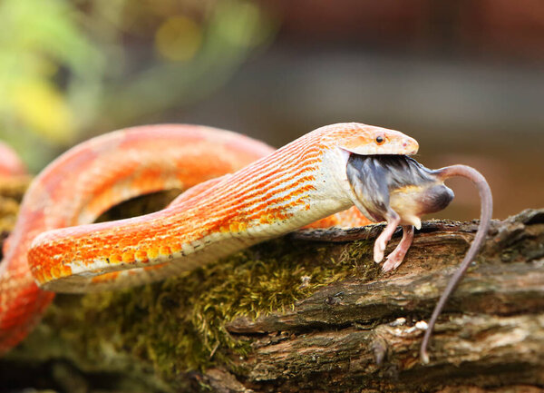 A Corn snake (Pantherophis guttatus or Elaphe guttata) after hunt eating a mouse above the water.