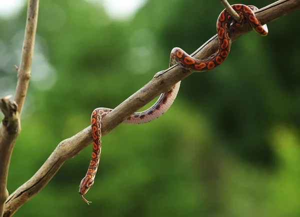 Rainbow Boa Epicrates Cenchria Cenchria Hanging Branch — 图库照片