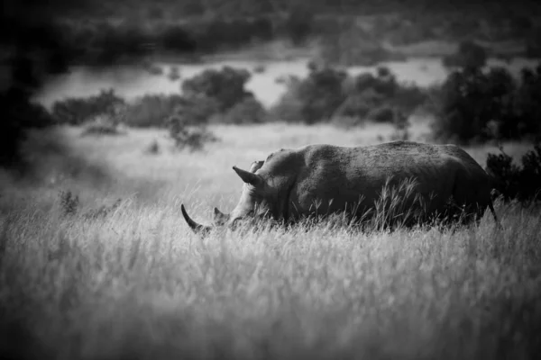 白いサイや四角形の唇形のサイ Cerattherium Simum が緑の草原に滞在し 餌を与えています ブラック ホワイト — ストック写真