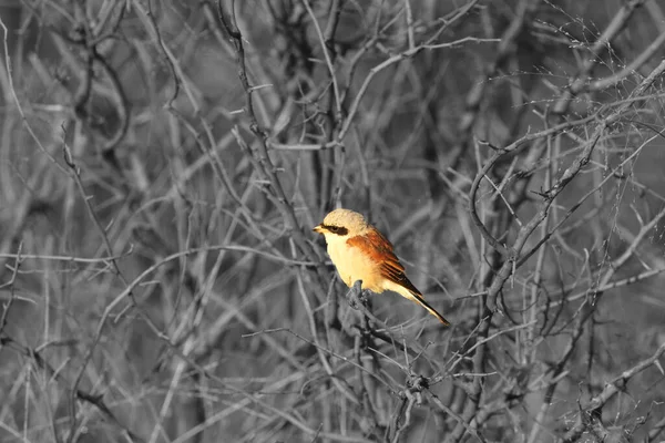 Een Mooie Bruine Kreeft Lanius Cristatus Zittend Bruine Droge Tak — Stockfoto