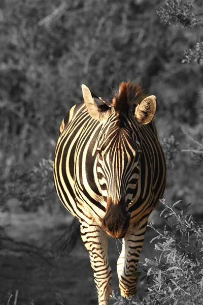 Hegyi Zebra Equus Zebra Füves Területen Száraz Fűvel Háttérben Fekete — Stock Fotó
