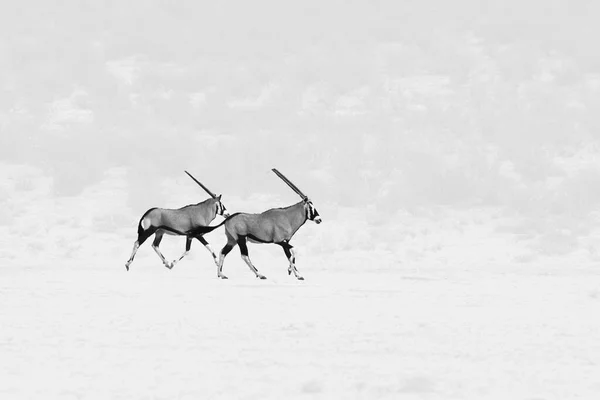 Gemsbok Gemsbuck Oryx Gazella Sobre Duna Areia Vermelha Com Areia — Fotografia de Stock