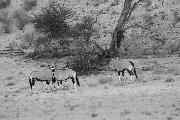 Gemsbok Gemsbuck Oryx Gazella Pie Sobre Duna Arena Roja Con —  Fotos de Stock