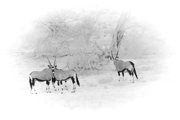 Gemsbok Gemsbuck Oryx Gazella Pie Sobre Duna Arena Roja Con —  Fotos de Stock