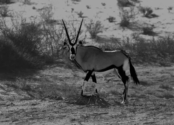 Gemsbok Lub Gemsbuck Oryx Gazella Pobyt Czerwonym Piasku Wydmy Czerwonym — Zdjęcie stockowe