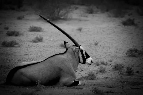 宝石箱または宝石箱 Oryx Gazella 周りの赤い砂と乾燥した草で赤い砂の砂丘に横たわっています ブラック ホワイト — ストック写真