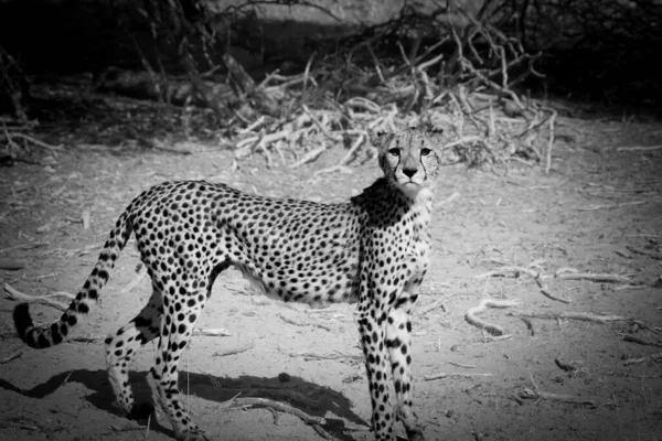 Cheetahs Chatons Acinonyx Jubatus Dans Désert Kalahari Sur Sable Avec — Photo