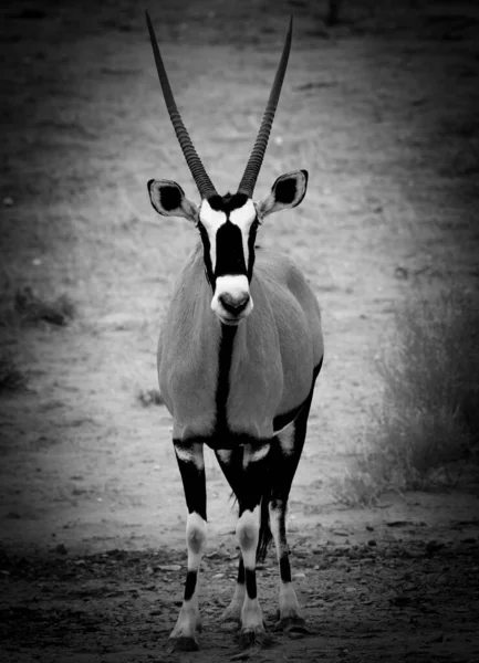 Gemsbok Edelsteen Oryx Gazella Loopt Het Rode Zandduin Met Rood — Stockfoto