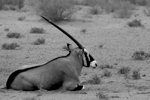 Gemsbok Gemsbuck Oryx Gazella Acostado Duna Arena Roja Con Arena —  Fotos de Stock