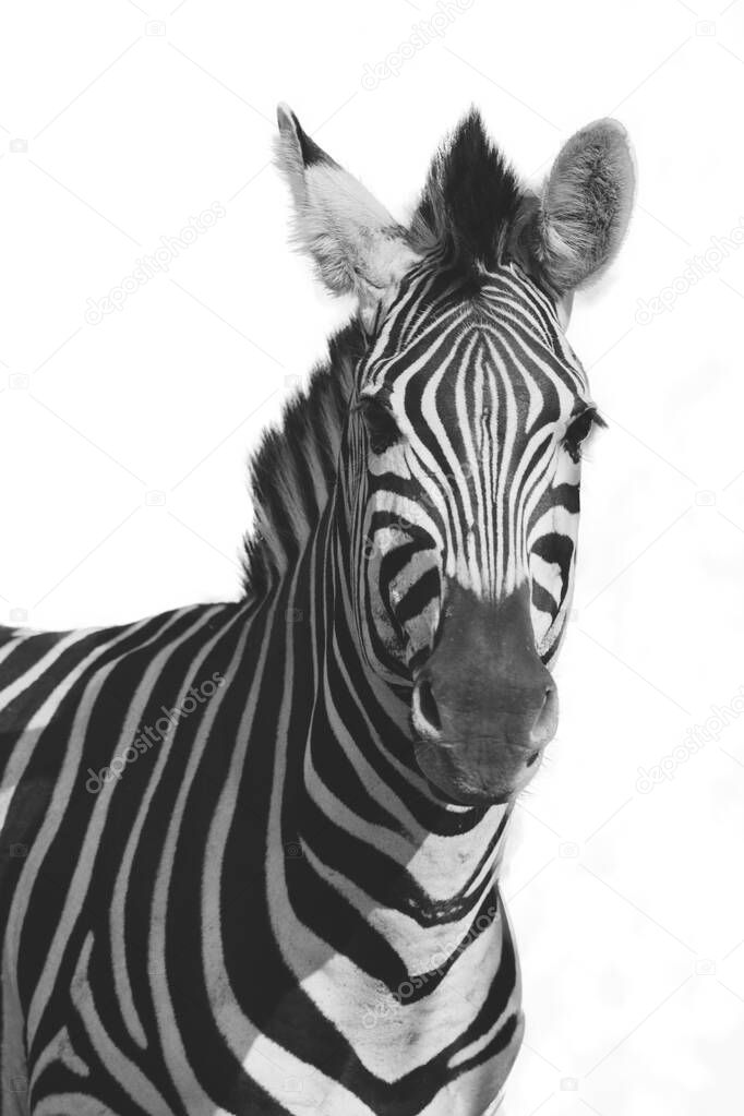 A Mountain Zebra (Equus zebra) in grassland with white background. Black & white.