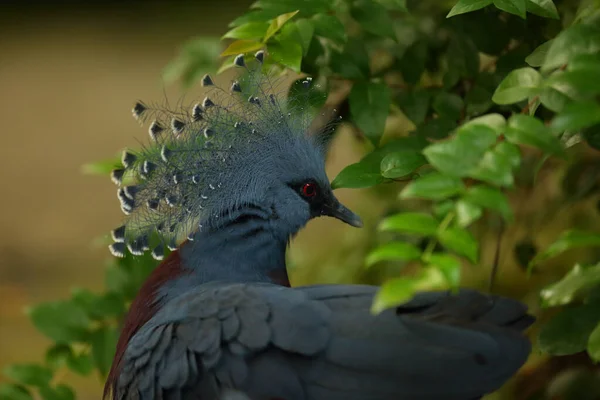 Victoria Taçlı Güvercin Goura Victoria Detayı Portre — Stok fotoğraf