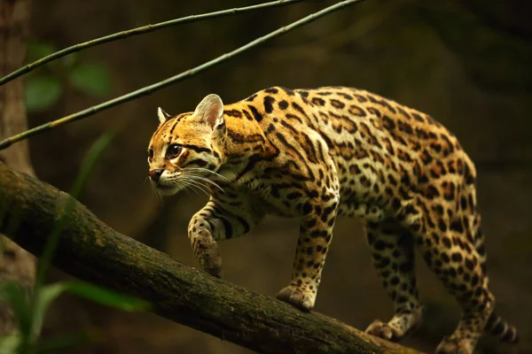Amerikalı benekli kedi (Leopardus pardalis) dalda yürüyor. Koyu arkaplan.