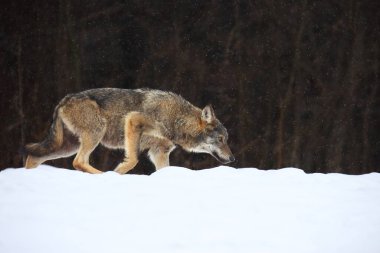 Avrupa vahşi kurdu (Canis lupus) karın üzerinde. Vahşi kurt, kahverengi arkaplanlı karda dikkatlice yürüyor..