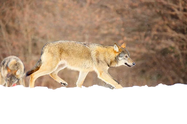 European Wild Wolf Canis Lupus Lupus Snow Wild Wolf Carefully — ストック写真