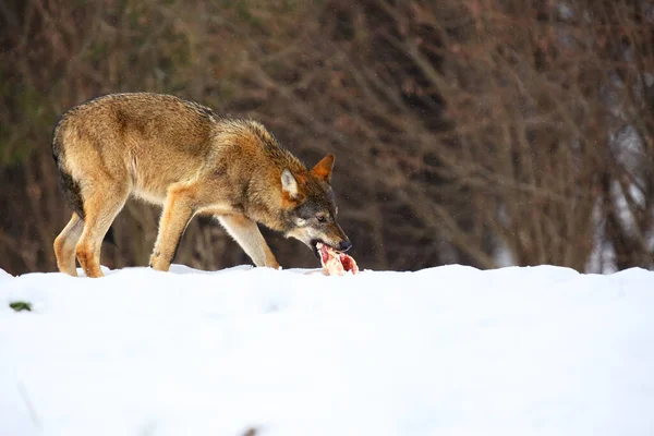 Lobo Salvaje Europeo Canis Lupus Lupus Nieve Lobo Salvaje Está — Foto de Stock